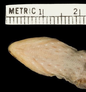 Media type: image;   Herpetology R-10931 Aspect: head ventral